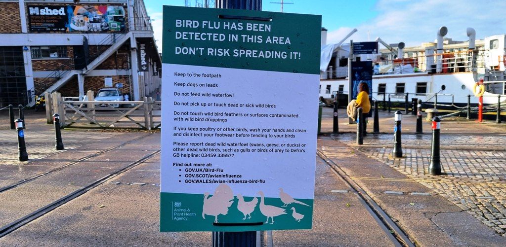 Bird flu Merchants Landing Residents Association